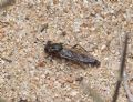 Leptomydas sardous